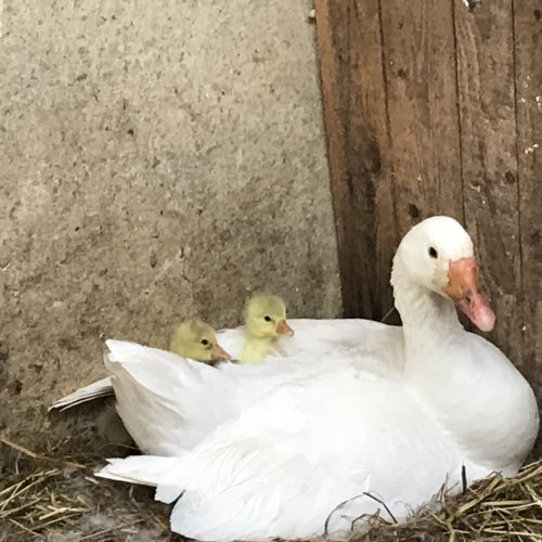 21006CC3-1570-45C7-8B2B-C0BF2B0F34AC