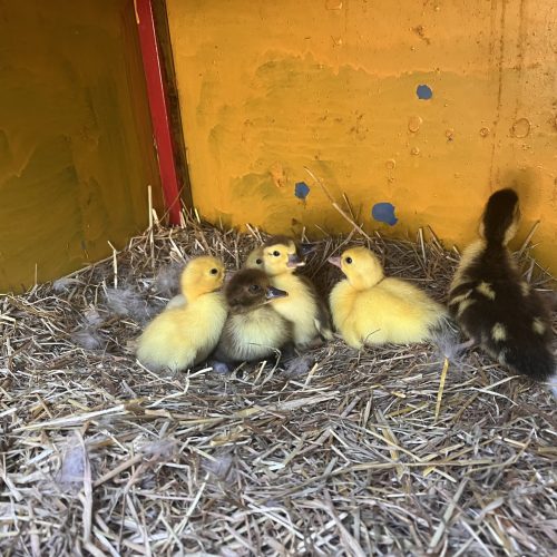 21489738-F1E2-444C-87BA-6CF1C899D705