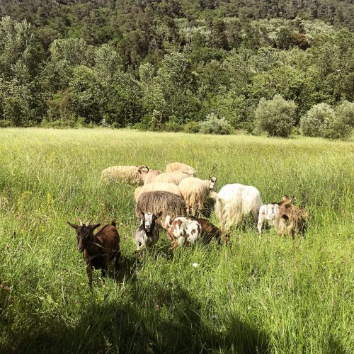 C17FECD1-1D6C-4A83-829F-CA44ECB45CE1