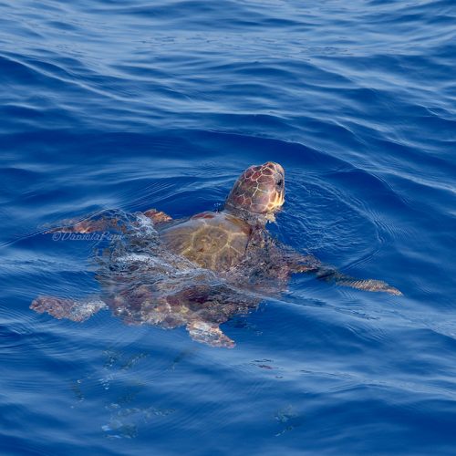 Caretta 12-settembre-2021