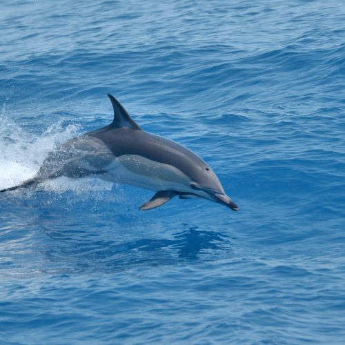 Delfino comune 15-07-2022-GE
