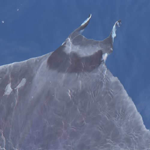 Mobula 05-07-2023