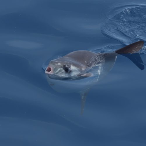 Pesce Luna 15-5-2022-GE